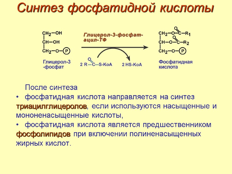 Синтез фосфатидной кислоты После синтеза фосфатидная кислота направляется на синтез триацилглицеролов, если используются насыщенные